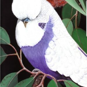 Meet your Posher, Troy